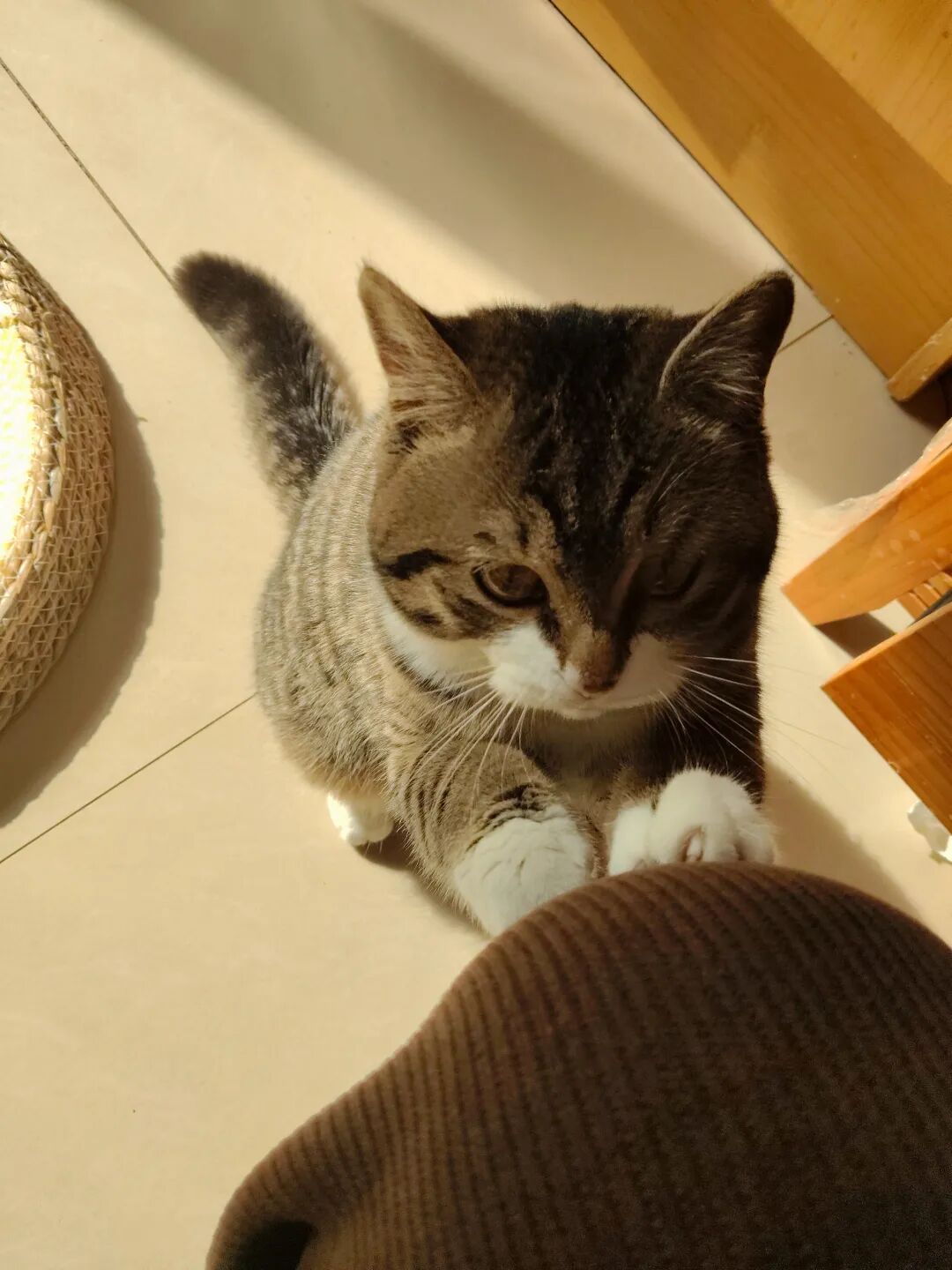 猫仔仔，你是成心呀，把别人叫醒，自己却呼呼大睡