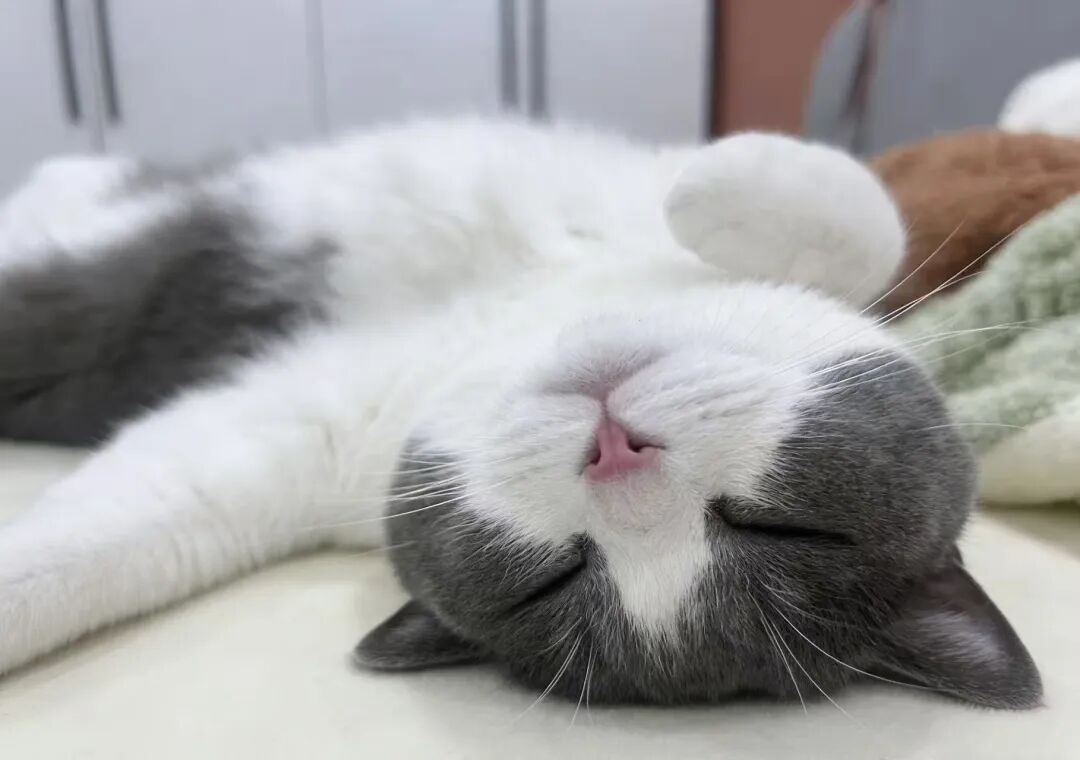 这睡姿，是跟人类学的吧？