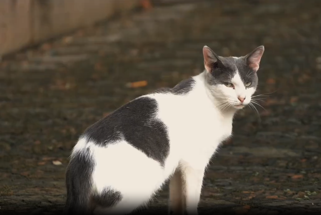 为什么你的猫叫不动？