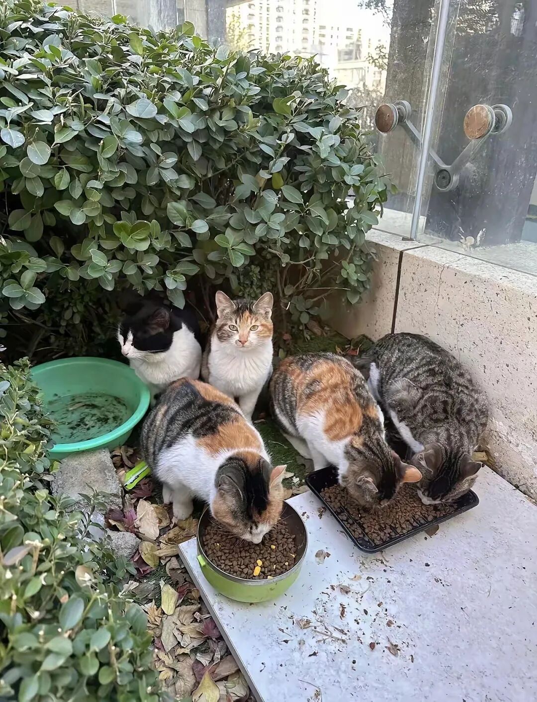 朋友说我心狠，把喂了十年的流浪猫送人。真相你们根本不懂。