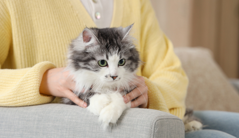 公猫没了“蛋蛋”，会和正常的猫有这几点不同