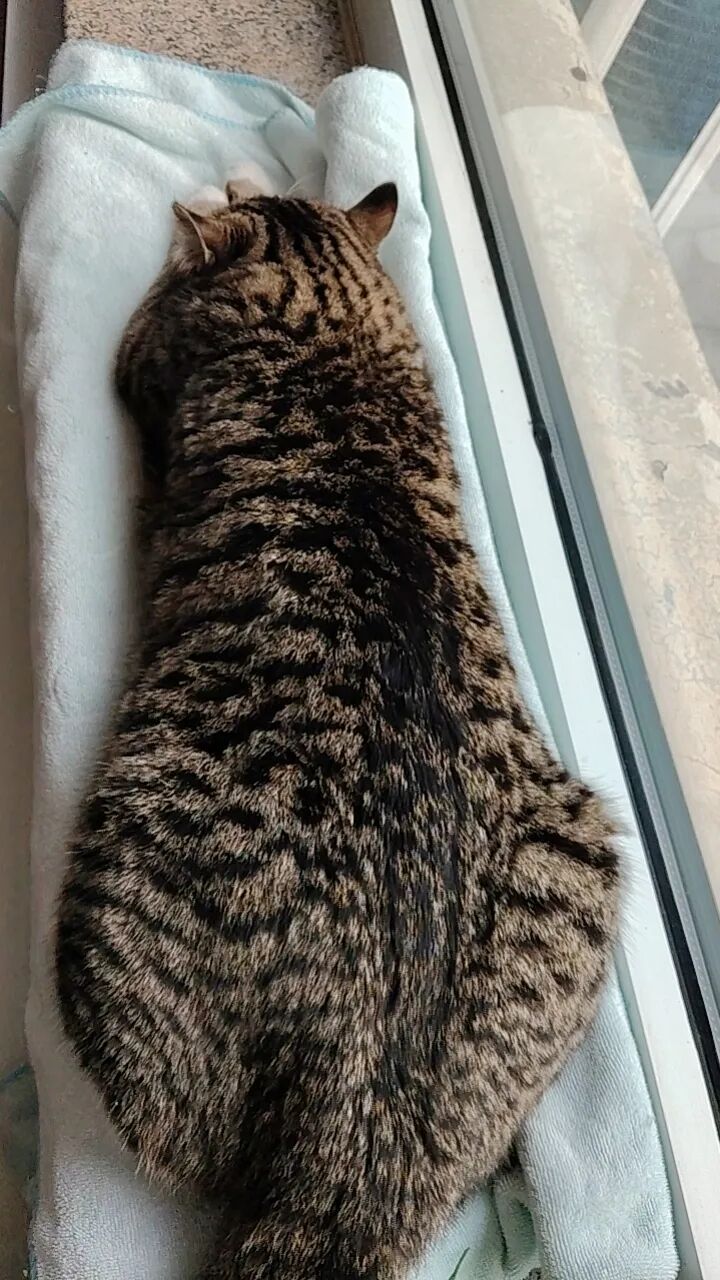 猫仔仔，小宝去上学了，你再过几天好日子吧