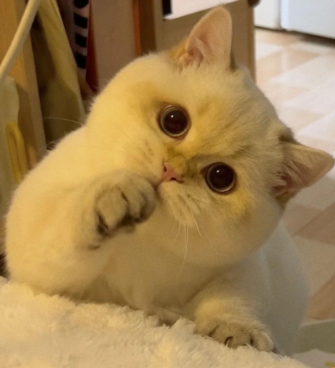 猫讨厌你的7大表现，占3个以上，说明它“恨透”了你