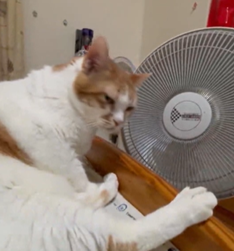 12岁老猫取暖时小太阳被关了，它气得直翻白眼：你这是虐待老人！