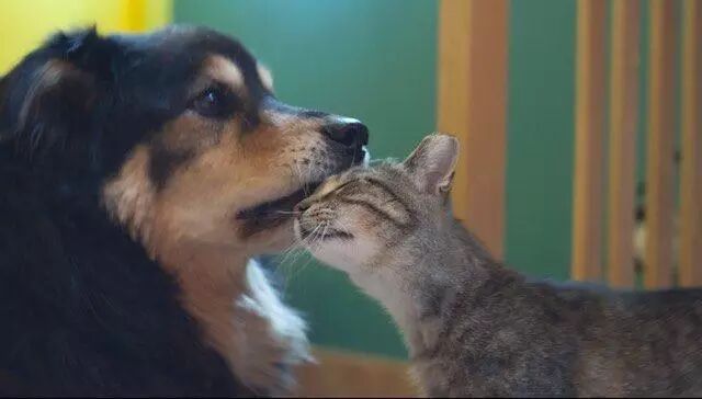 当小猫的好朋狗去世后，猫的举动让人心碎...