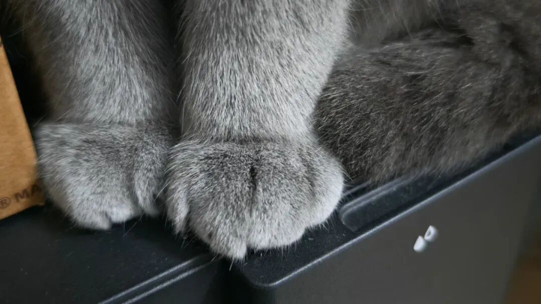 我严重怀疑猫咪