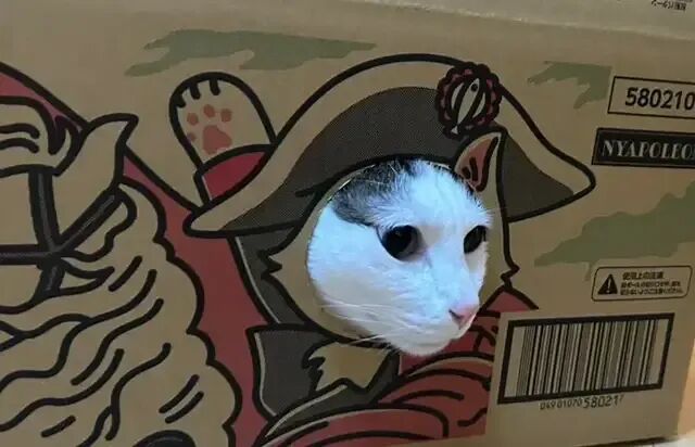 日本宠物厂纸箱为猫咪设计纸箱！猫玩爽了，主人只能继续回购