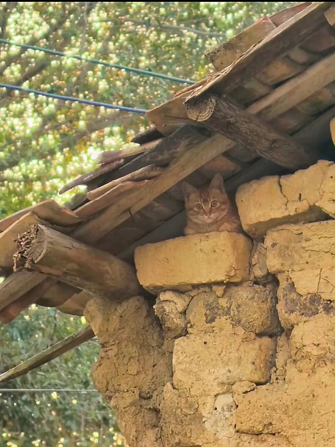 外婆悄悄说：这猫比我还会撒娇！评论区晒晒你家“老戏精”～