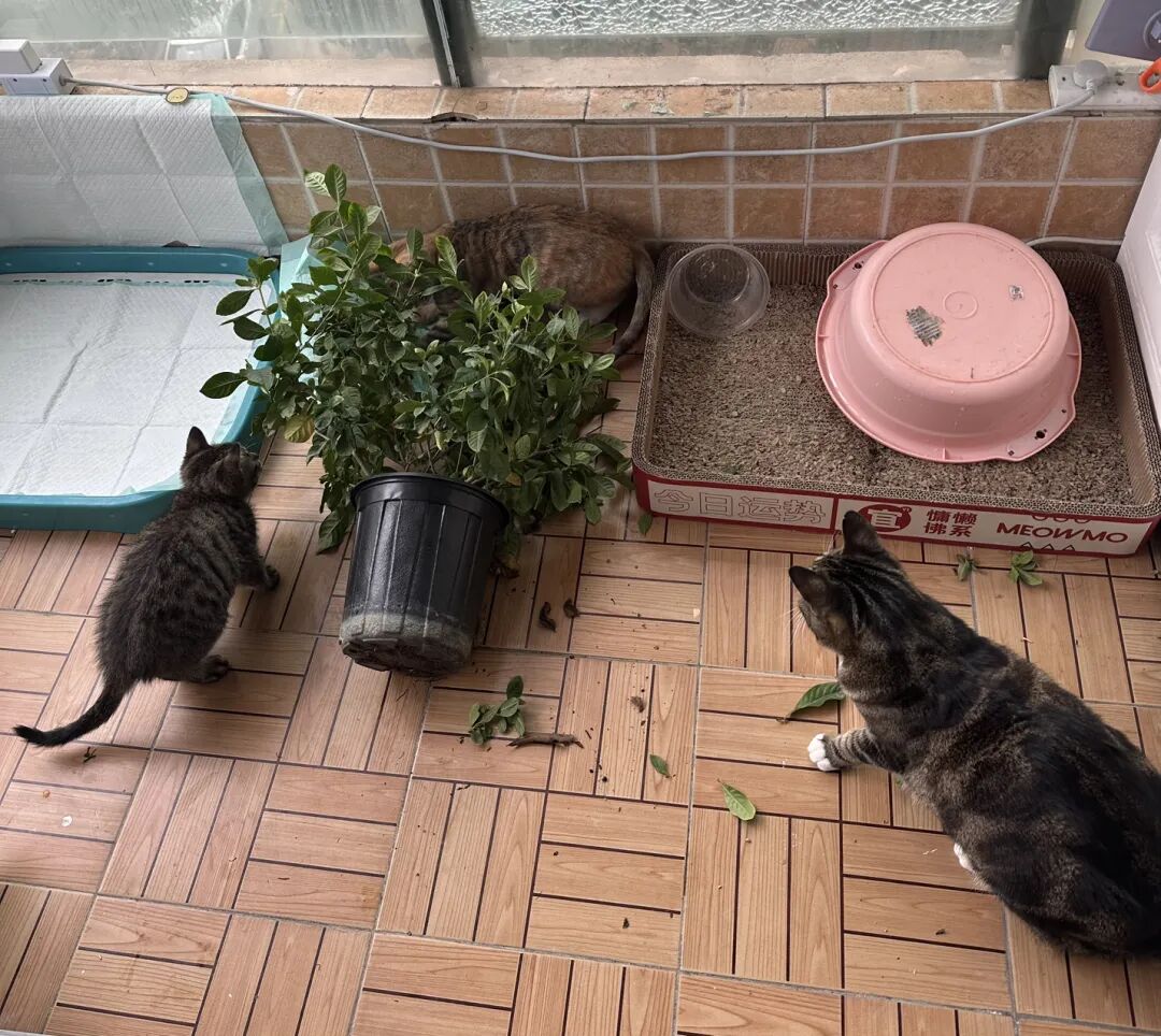 阳台上的“拆家”现场