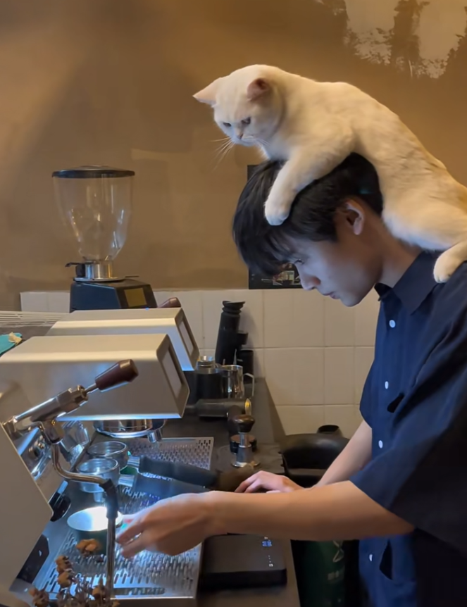 从小众到遍地开花，猫咪咖啡馆为什么越开越多？