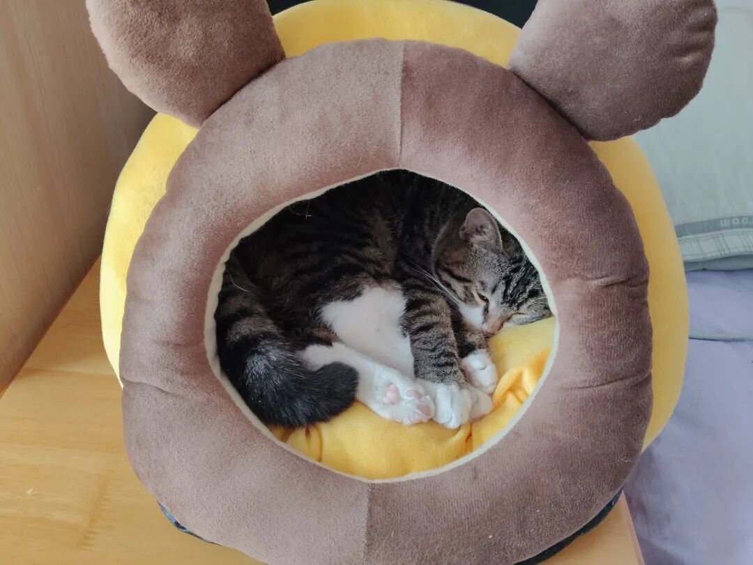 猫仔，是不是得给你找个班上呀