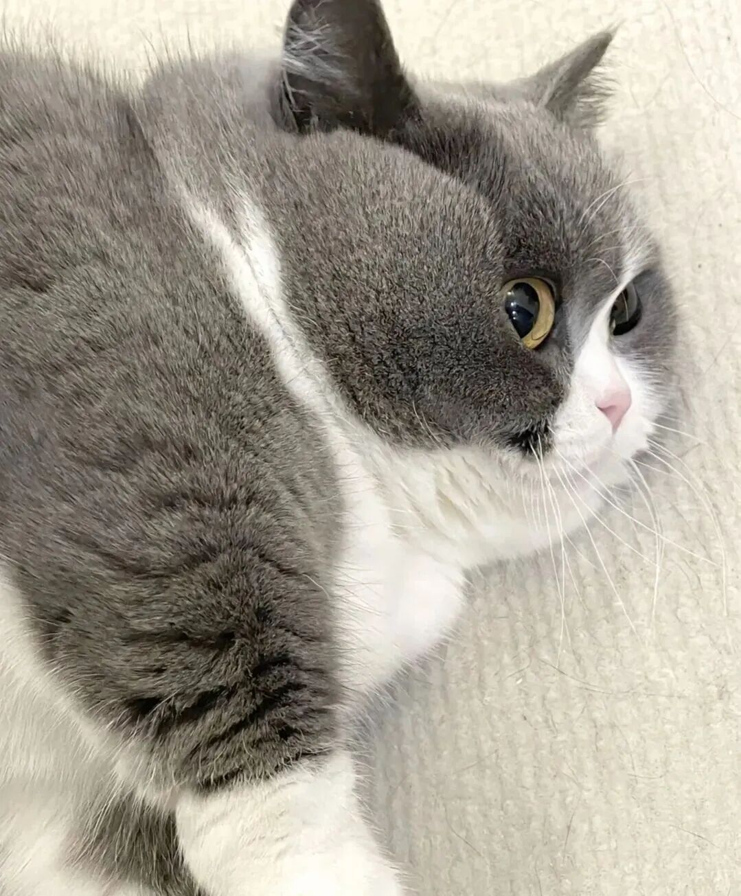 看看！这只猫自己胖还怪我拍的角度不好～