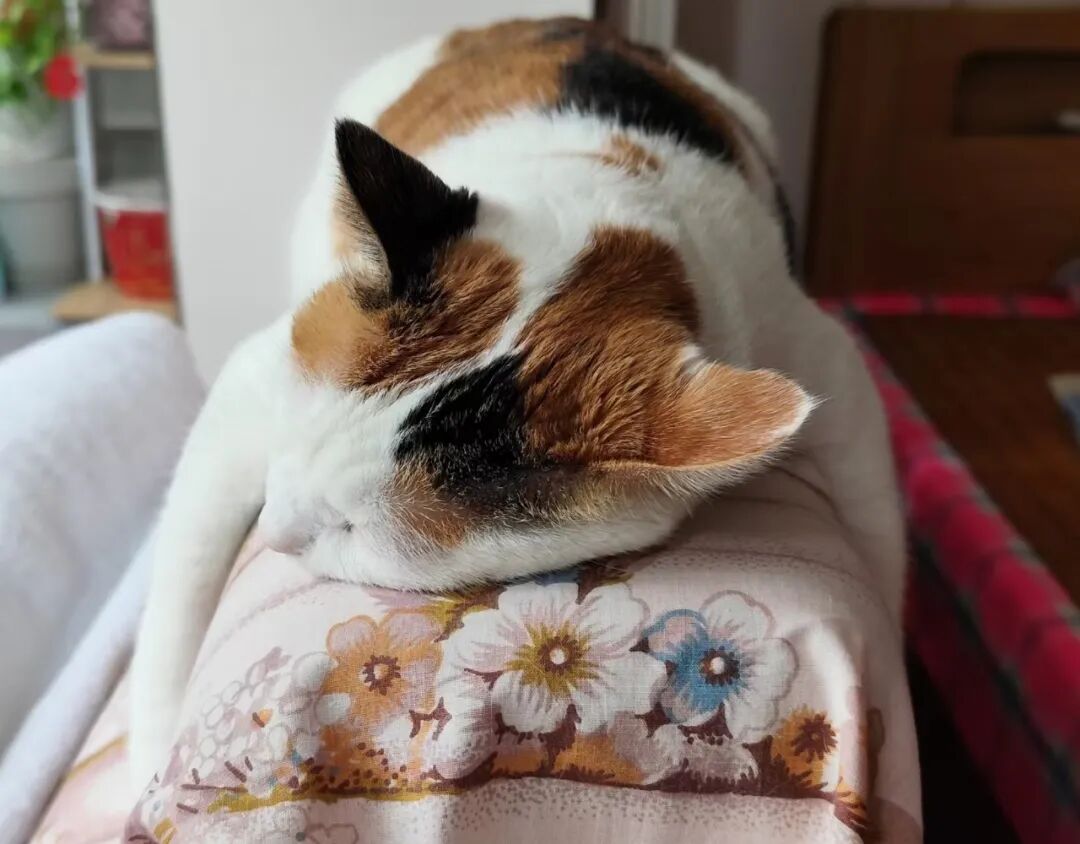 过年打扫卫生，擦窗户可把小猫咪给忙坏了