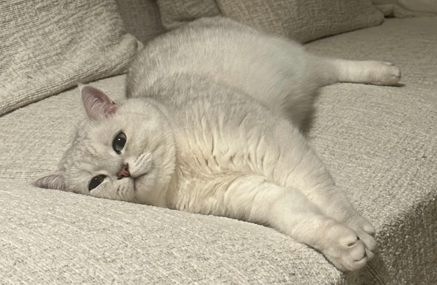 如何让小猫知道你很爱它？3 招教你听懂猫语，告别 “一厢情愿” 的爱