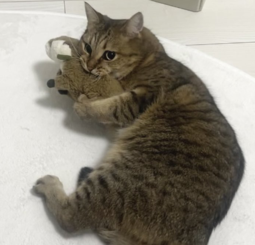 开远程会议中途离开去上厕所，回来发现家里的猫在帮忙开会，猫：大家听我喵两句！