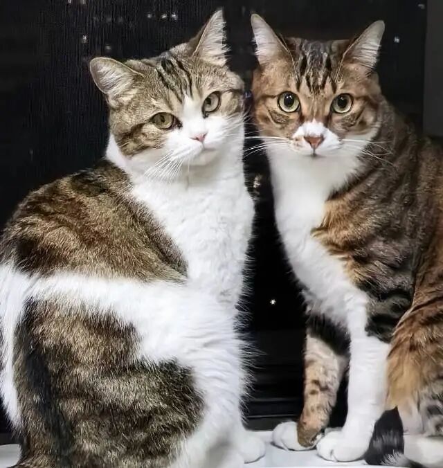 别再害猫了！每年上万只猫死于狂犬疫苗？家养猫接种真相大揭秘