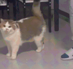 妹子网购猫窝没看尺寸，小猫每次进去睡觉都迷路，网友也傻眼：总裁从800平大床醒来？