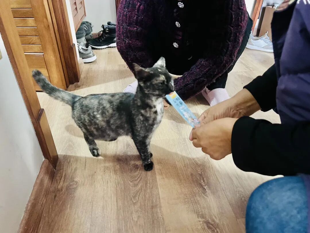 我家猫咪失恋了/绝育后的中分，用五天时间，谈了一场刻骨铭心的“恋爱”。