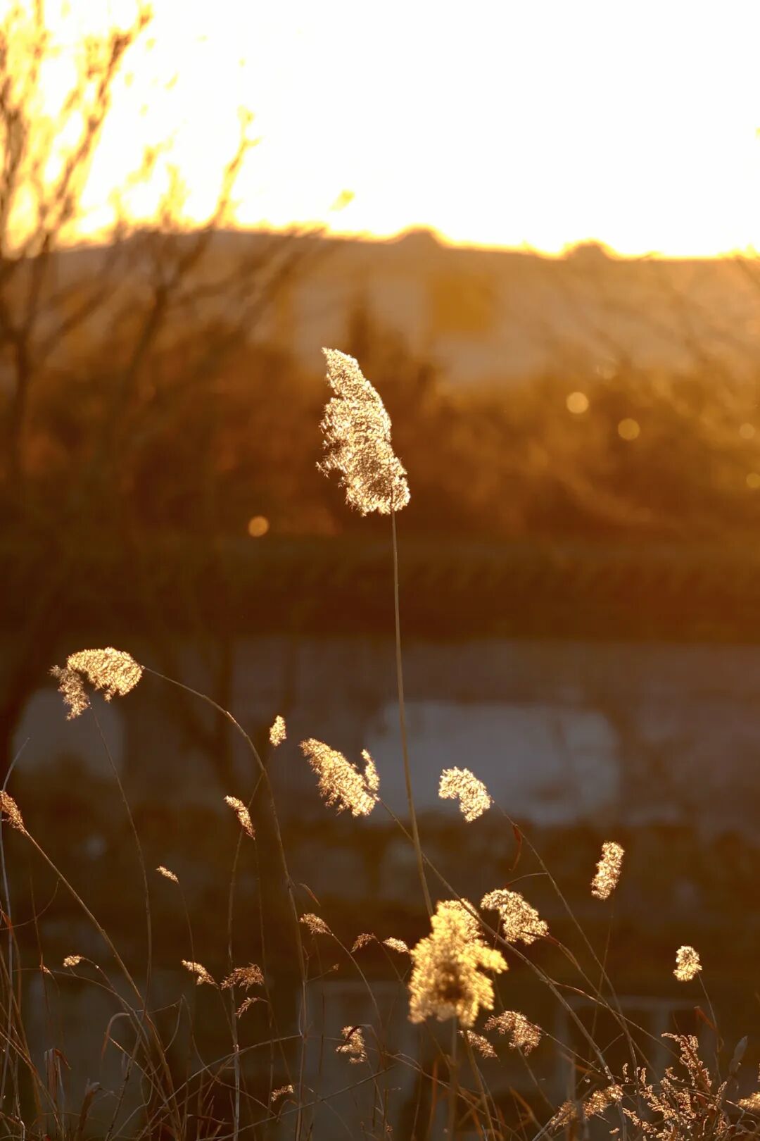 日落时分，是猫的浪漫诗