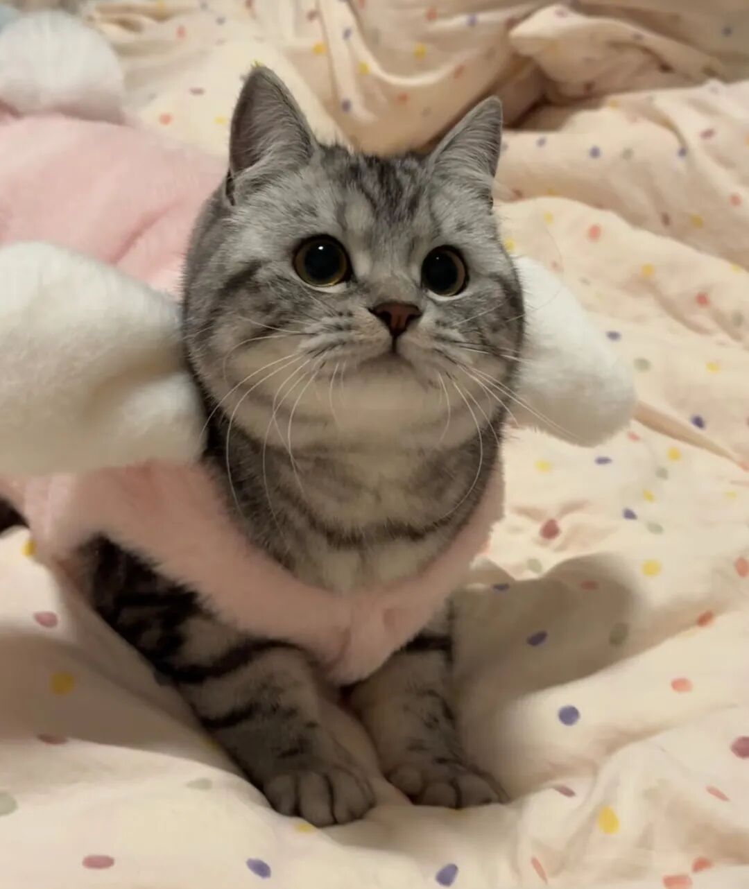 不是一家人，不进一家门！真正“养猫人”的4个特征，你中招了吗？