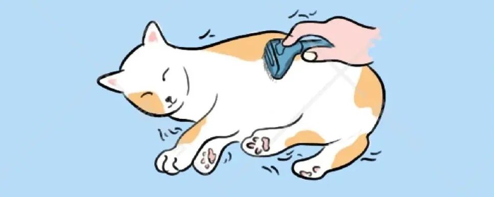 8个能让猫咪长寿的好习惯，你有几条？