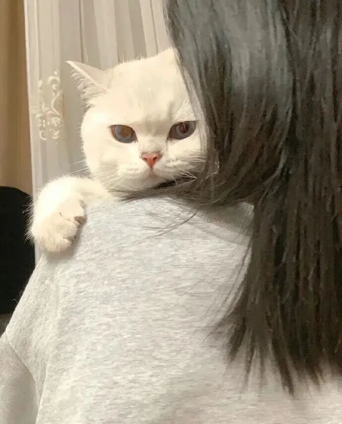 和女友吵架，她哭着给猫猫告状半个小时，猫咪表情从八卦到愤怒！