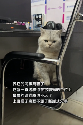 公司入职就发猫，结果同事离职后，她的猫咪找不到人，执着守在空位不走：呜呜主人不要我了？