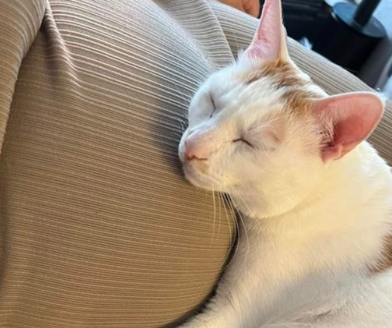 一怀孕，猫咪每天就抱着肚子，等到生了宝宝后，猫：我抱宝宝！