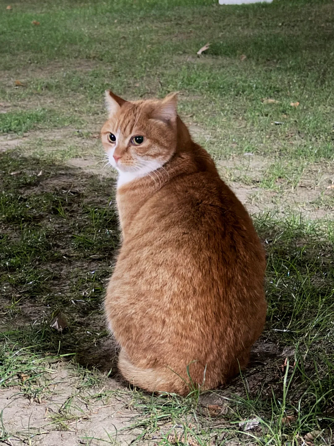 妹子说发现绝美橘猫，本以为夸张，结果…啊啊啊太漂亮了！